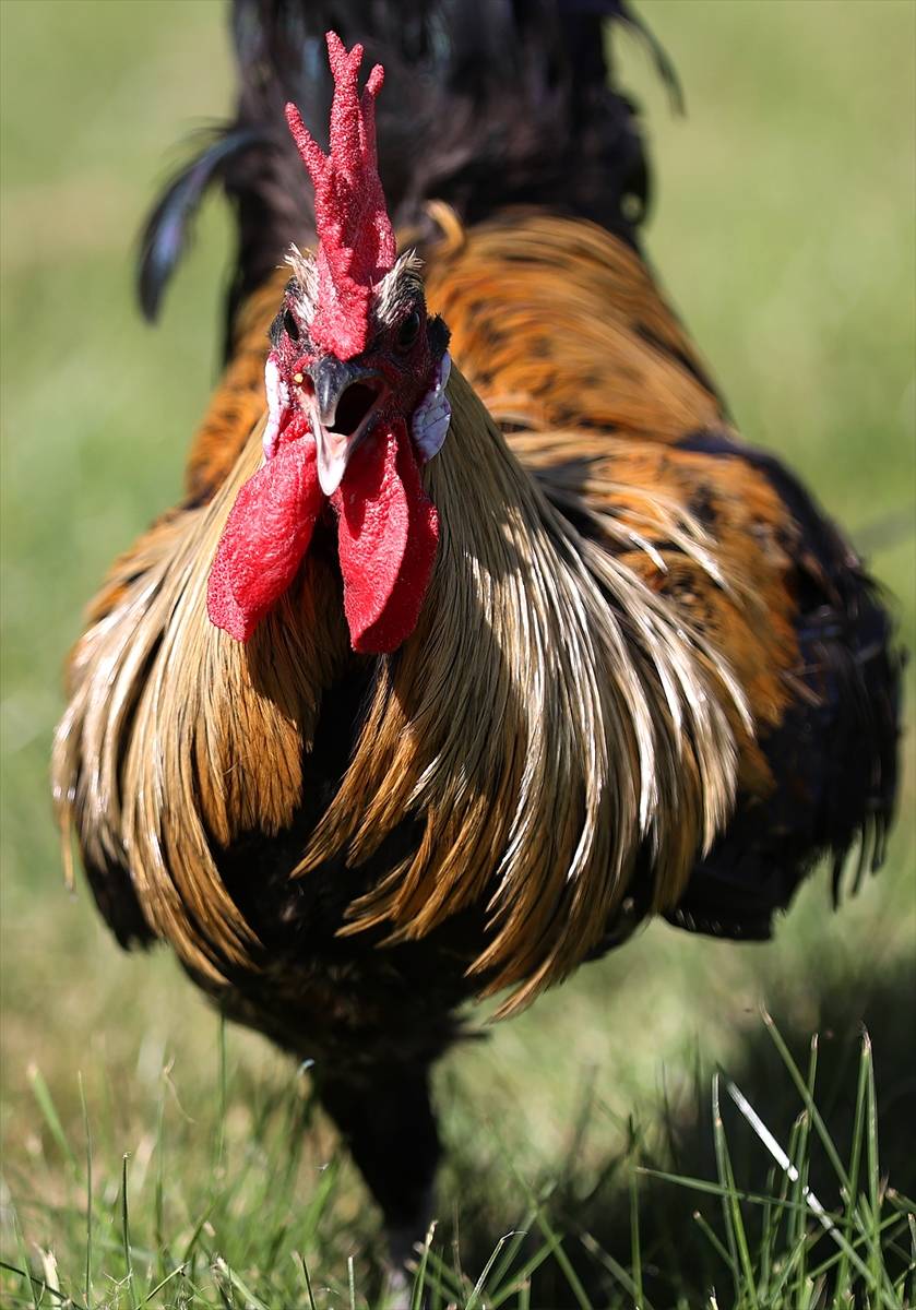 Türkiye’nin en prestijlisi! Denizli horozunu Konya koruyor 15